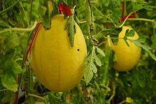 泉州吃瓜群,揭秘当地美食文化圈