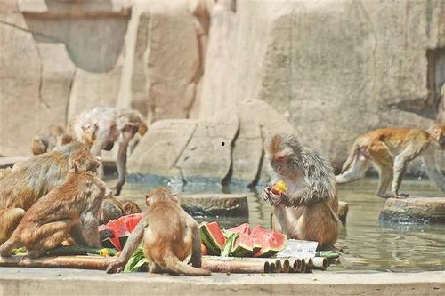 自由吃瓜流浪地,流浪地上的逍遥人生