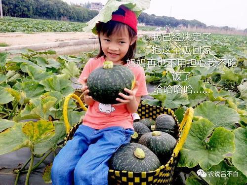小胖子在哪里吃瓜,揭秘瓜乡美食之旅