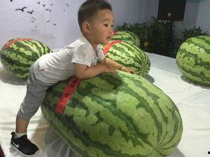 沧县吃瓜事件,一场引发社会关注的网络风波