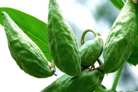 角瓜蒸着吃的功效,养生保健的天然良方