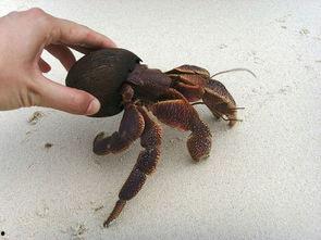 海怪吃海瓜,探寻海怪吞噬神秘海瓜的惊悚之谜