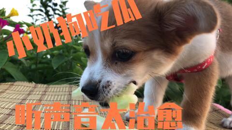 瘸狗吃瓜主人,揭秘主人的趣味生活日常