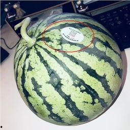 青州网红吃瓜,揭秘背后真相与网络舆论风暴