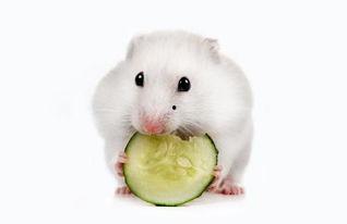 仓鼠可以吃小瓜,揭秘仓鼠美食新选择