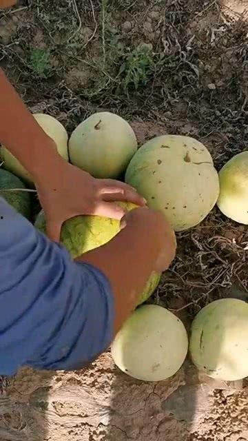 平常吃的瓜有哪种