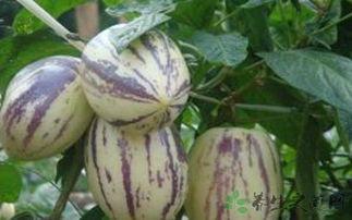 咳嗽可以吃茄瓜嘛,咳嗽时茄瓜的食用适宜性探讨